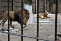 Animalele de la Gradina Zoologica trec cu bine peste aceasta iarna