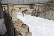 Povesti adevarate. Cainele Backy si-a salvat de inghet stapanul paralizat. Galerie Foto Povesti adevarate. Cainele Backy si-a salvat de inghet stapanul paralizat. Galerie Foto