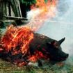Un porc depistat cu cisticercoza a fost ars in incineratorul Directiei Sanitar Veterinare