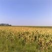 Se modica impozitarea in agricultura