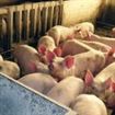 Se depun cererile de ajutor pentru Masura 215 Se depun cererile de ajutor pentru Masura 215