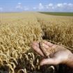Vedeti aici reglementarile privind impozitarea terenurilor agricole Vedeti aici reglementarile privind impozitarea terenurilor agricole