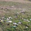 In Braila, curatenia din oras nu tine nici doua saptamani In Braila, curatenia din oras nu tine nici doua saptamani
