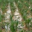 Agricultorii braileni sunt disperati! 3000 hectare de terenuri agricole sunt inundate