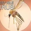 Atentie la tantari! Doi braileni au meningita West Nile Atentie la tantari! Doi braileni au meningita West Nile