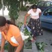 Atentie, amenda pentru vandalizarea teilor este de 100 lei! Atentie, amenda pentru vandalizarea teilor este de 100 lei!