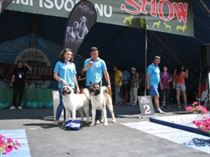 Miss si Mister BRAILA CANIN SHOW