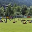 Steaua se pregateste de Champions League