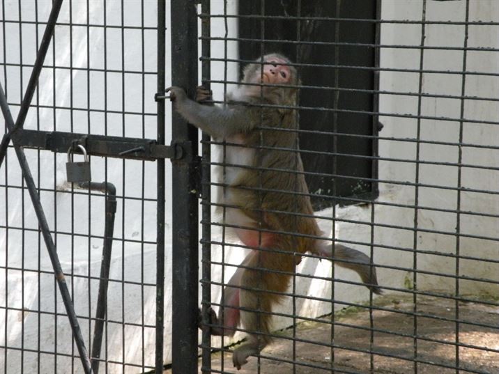Maimuta Cici, satula de „prizonierat”, vrea sa ia drumul codrului