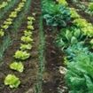 EXCLUSIV: Consiliul Judetean preia in administrare terenuri ale Statiunii de Cercetare-Dezvoltare Agricola