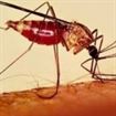Malaria, una din principalele boli ale saraciei