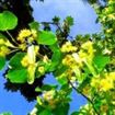 „Parfumul florilor de tei”, spectacol in amintirea lui Eminescu