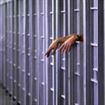 Cu ochii pe infractori, politistii nu stiu de gluma 