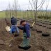 Au fost impadurite 200 de hectare de terenuri agricole degradate