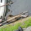 Un barbat a fost gasit mort pe malul unui canal