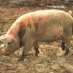 Trichineloza in Tulcea, de la un porc din Insula Mare a Brailei