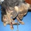 Oamenilor le e mila mai mult de cainii maltratati decat de semenii lor aflati in suferinta