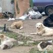 Autoritatile locale pregatesc regulamentul de ridicare a cainilor comunitari de pe strazi