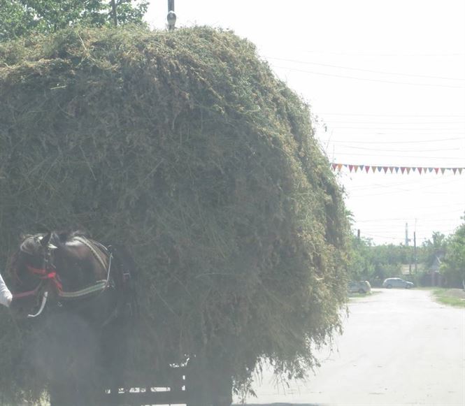 A cazut din caruta cu care transporta paie