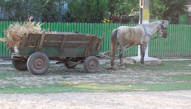 A furat caruta cu tot cu cal de langa gardul cimitirului