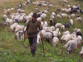 A scazut numarul cererilor de subventii venite din partea crescatorilor de animale