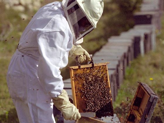 Plafonul impus apicultorilor, mult prea mare ca sa poata accesa fonduri europene