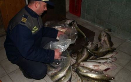 Aproape 100 kg de scrumbie, confiscate de politistii de frontiera
