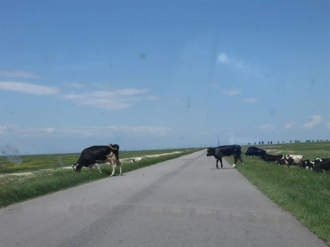 Barbat din Visani incarcerat pentru furtul unei bovine