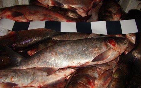 Braconaj piscicol in Balta Drogu