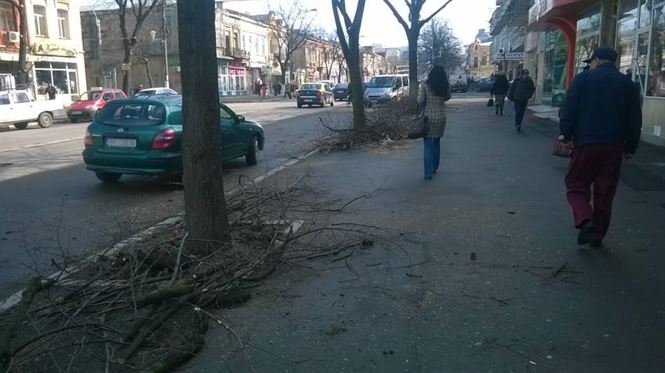 Braila in plin proces de toaletare a copacilor