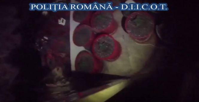 Video: Brailean cercetat pentru cultivare de canabis