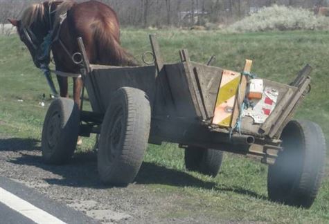 Cal la galop prin centrul orasului