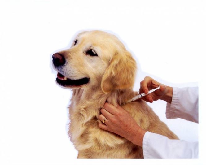 Campanie de vaccinare antirabica