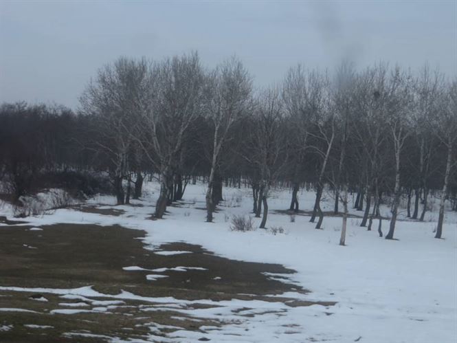 Copaci taiati pe marginea drumului