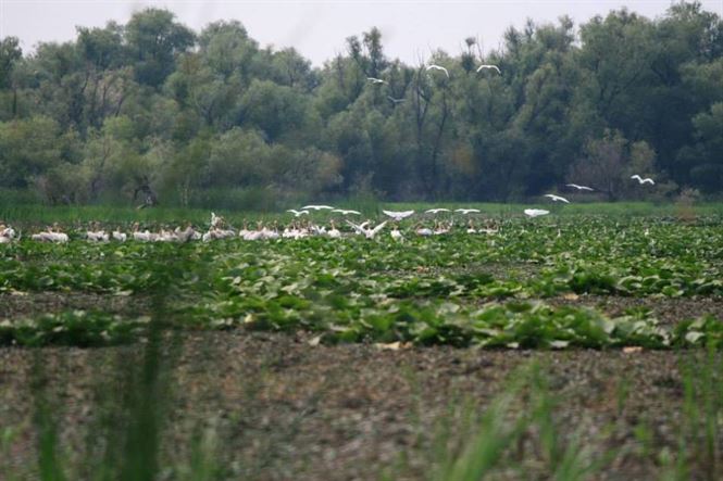 DNA-ul a intrat in Insula Mica a Brailei