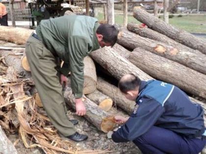 Dosar penal pentru taiere ilegala de arbori