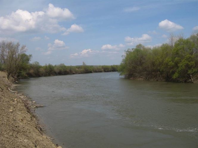 Dosare penale din cauza pestelui