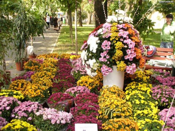 Festivalul florilor de toamna