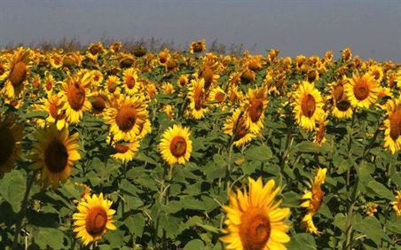 Furt de floarea soarelui