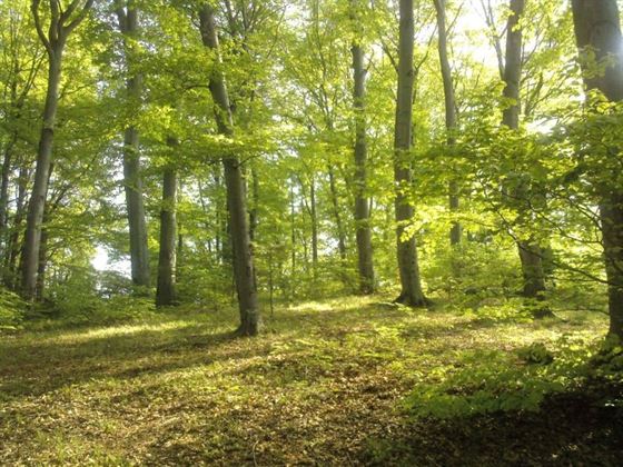 Joi, ultima zi pentru depunerea cererilor de sprijin pentru Plăți pentru angajamente de silvomediu