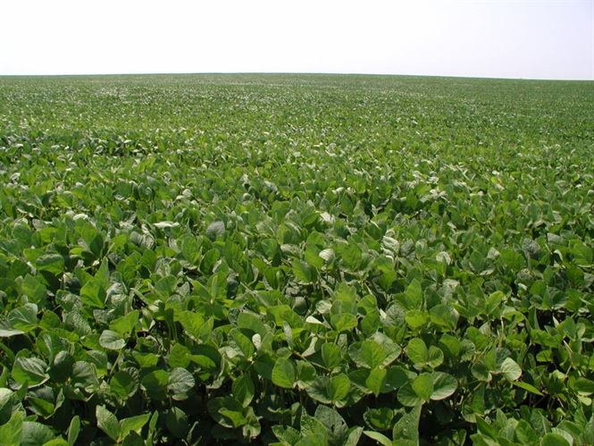 Peste 110 milioane de euro, sprijin financiar pentru sectorul vegetal