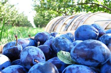 Politistii au confiscat 175 kg de prune destinate comertului ilicit