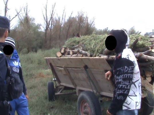 dosar penal pentru sustragere de arbori