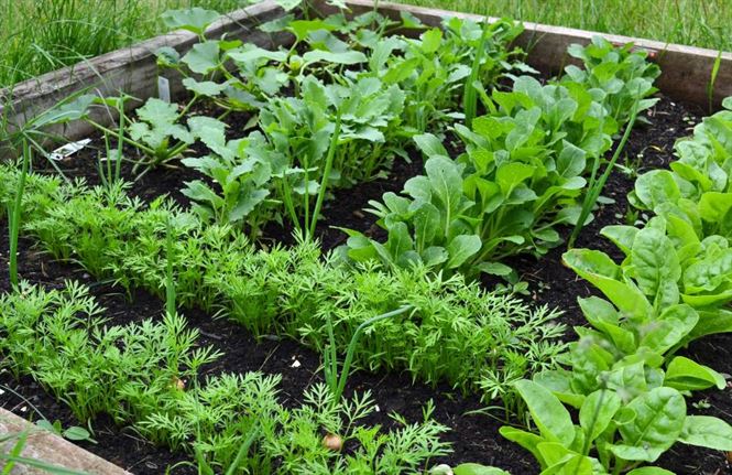 Sprijin minimis pentru agricultura ecologica