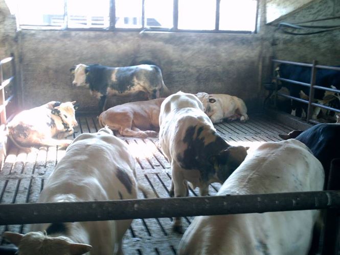 Targurile de animale din Braila inchise pana pe 5 octombrie