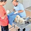 12.000 de caini trebuiesc sterilizati in Braila