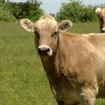 Crescatorii de bovine vor primi adeverinte APIA pentru creditare