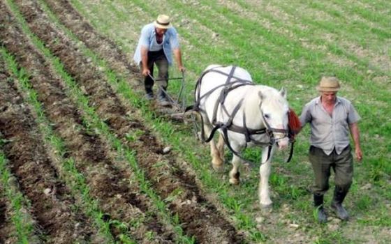 Peste 1 milion de cereri pentru obtinerea finantarii suprafetelor agricole