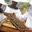 Apicultorii vor beneficia de 44,5 milioane de lei, in urmatorii trei ani