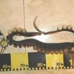 Braconajul cinegetic devine o moda printre braileni